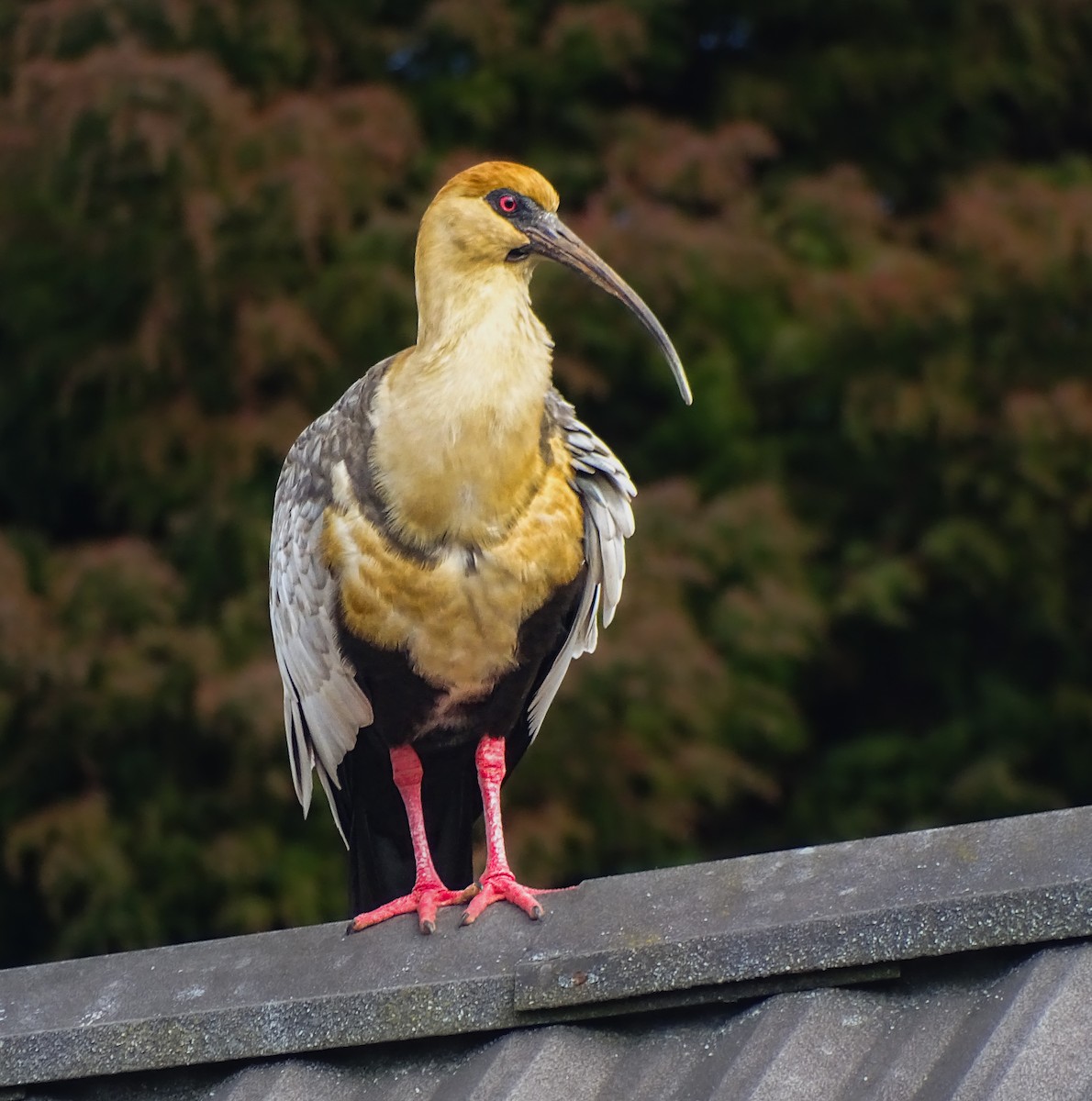 Black-faced Ibis - ML640927073