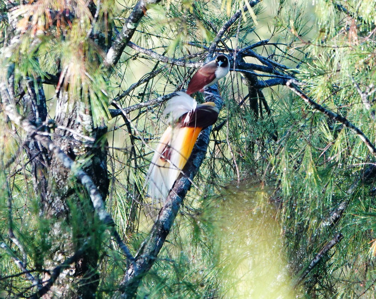Kleinparadiesvogel - ML640927074