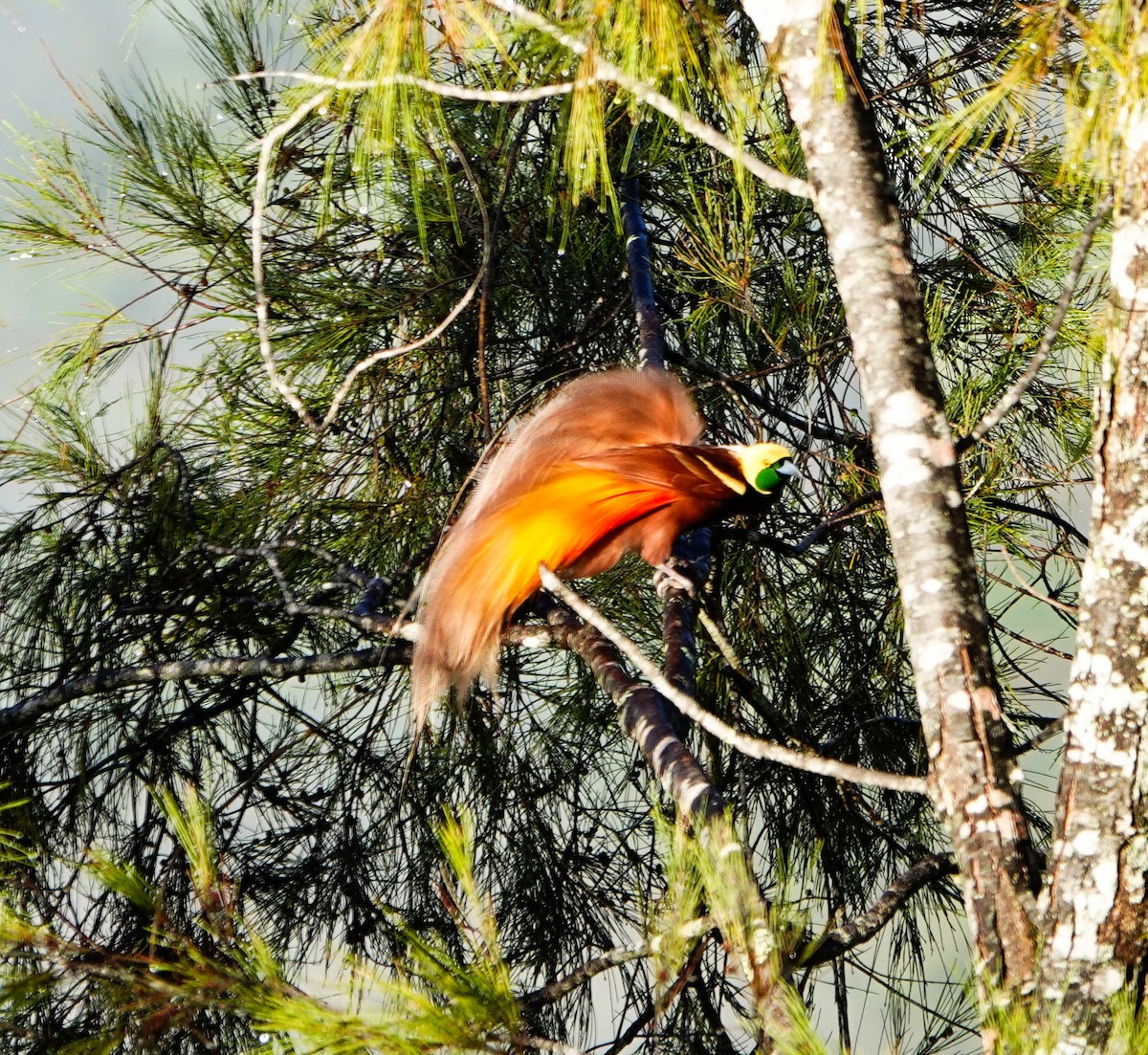 Kleinparadiesvogel - ML640927104
