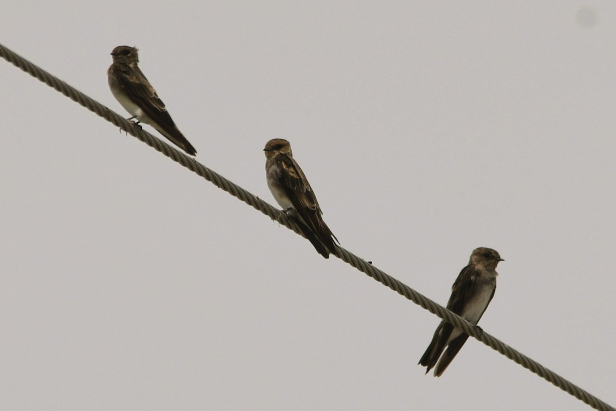 Northern Rough-winged Swallow - ML640927131