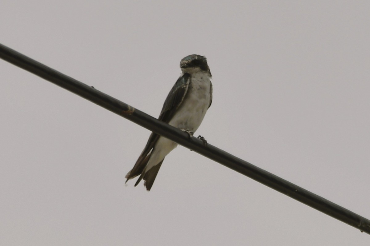 Tree Swallow - ML640927216