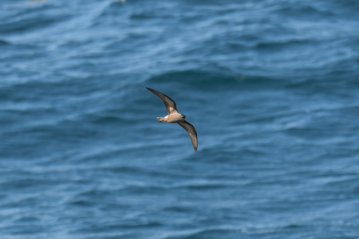 Leach's Storm-Petrel - ML640927243