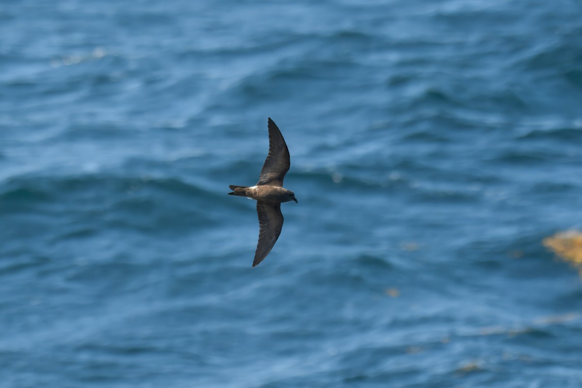 Leach's Storm-Petrel - ML640927244