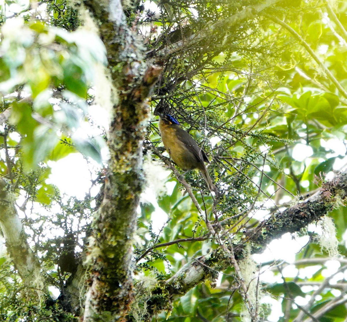 Blue-capped Ifrita - ML640927286