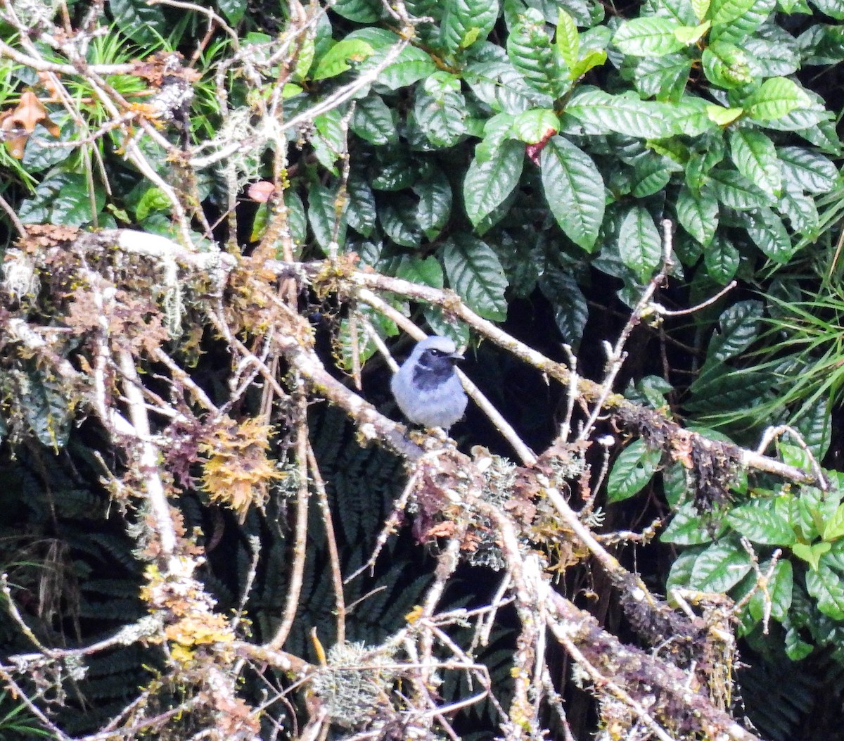 Black-throated Robin - ML640927308