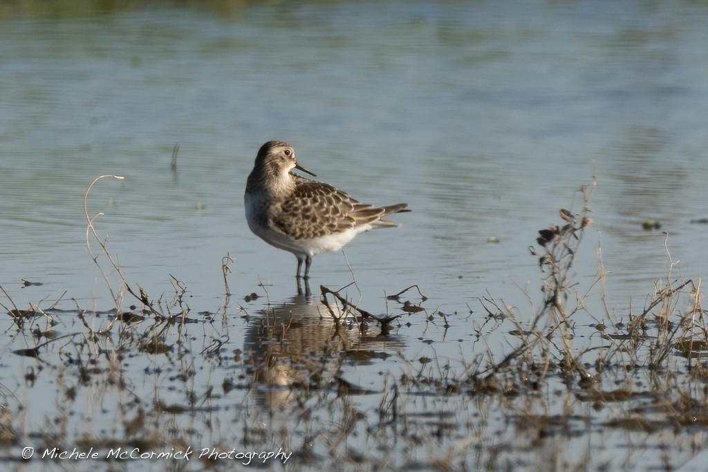 Baird's Sandpiper - ML640927324