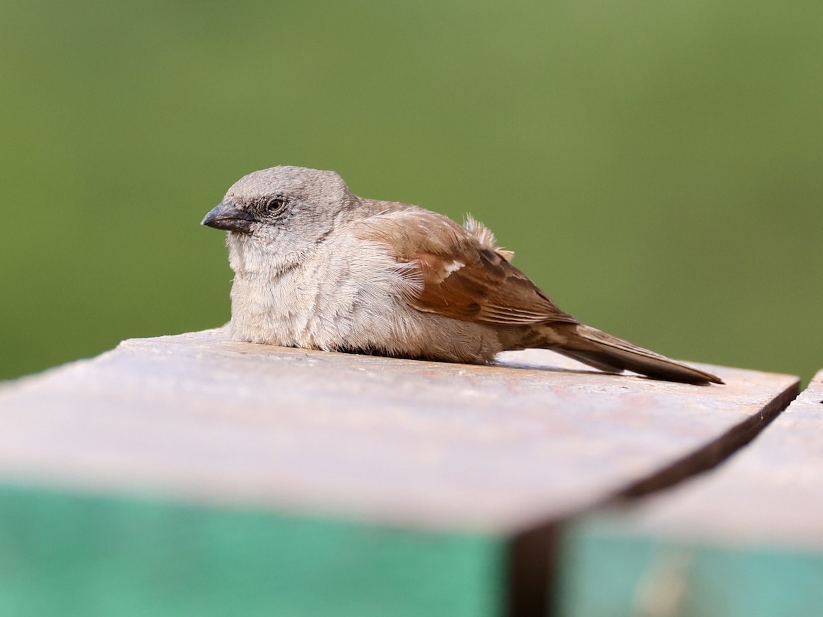 Swainson's Sparrow - ML640927374