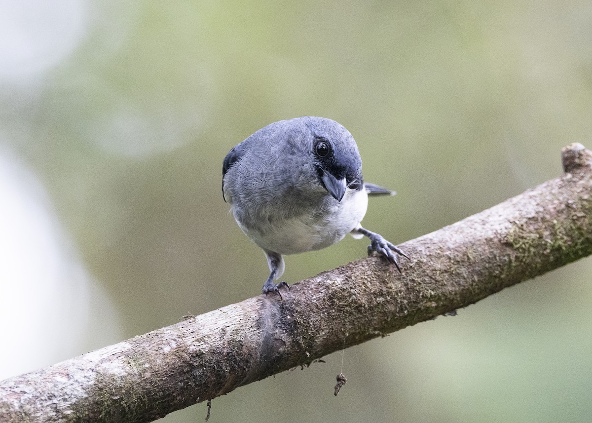 Plain-colored Tanager - ML640927386