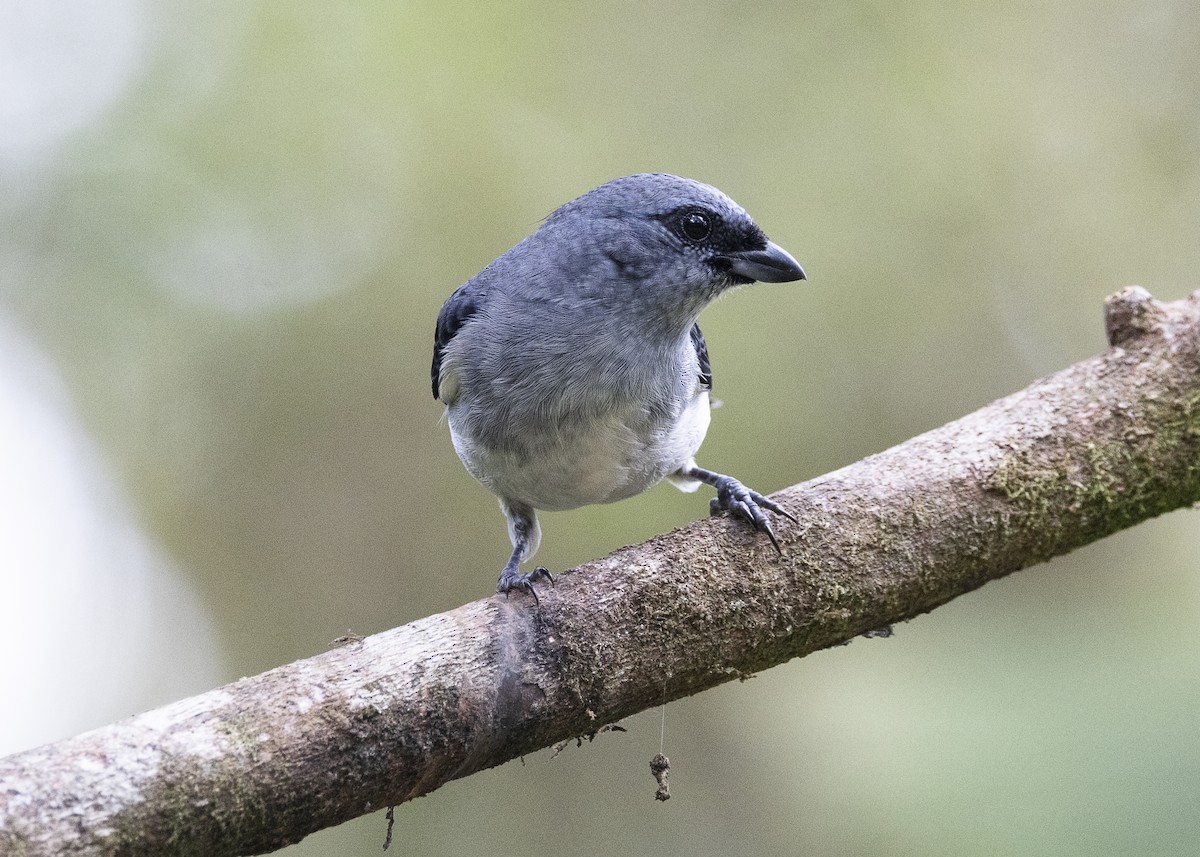 Plain-colored Tanager - ML640927387