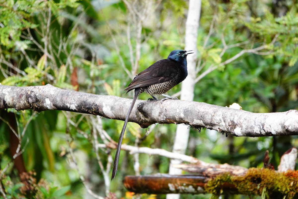 Stephanie's Astrapia - ML640927480