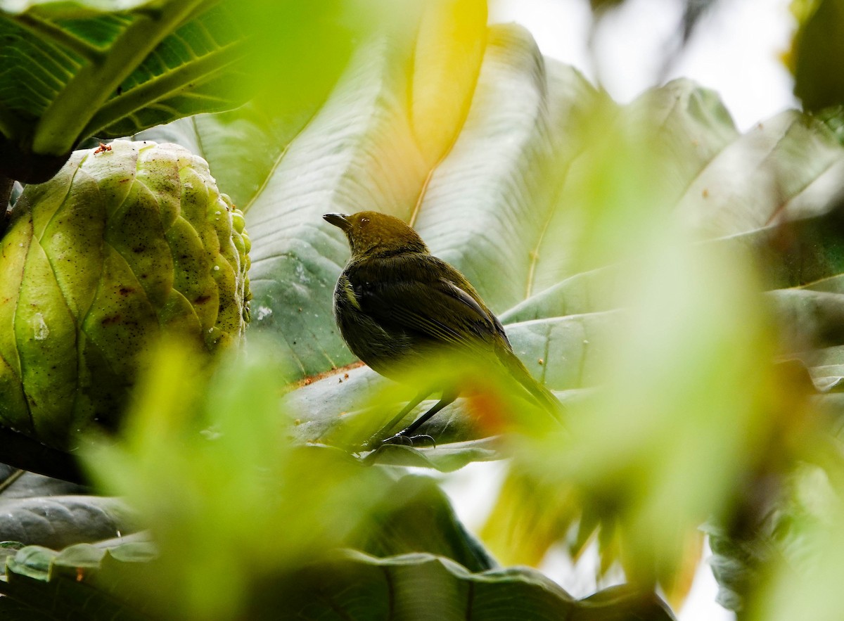Rufous-naped Bellbird - ML640927488