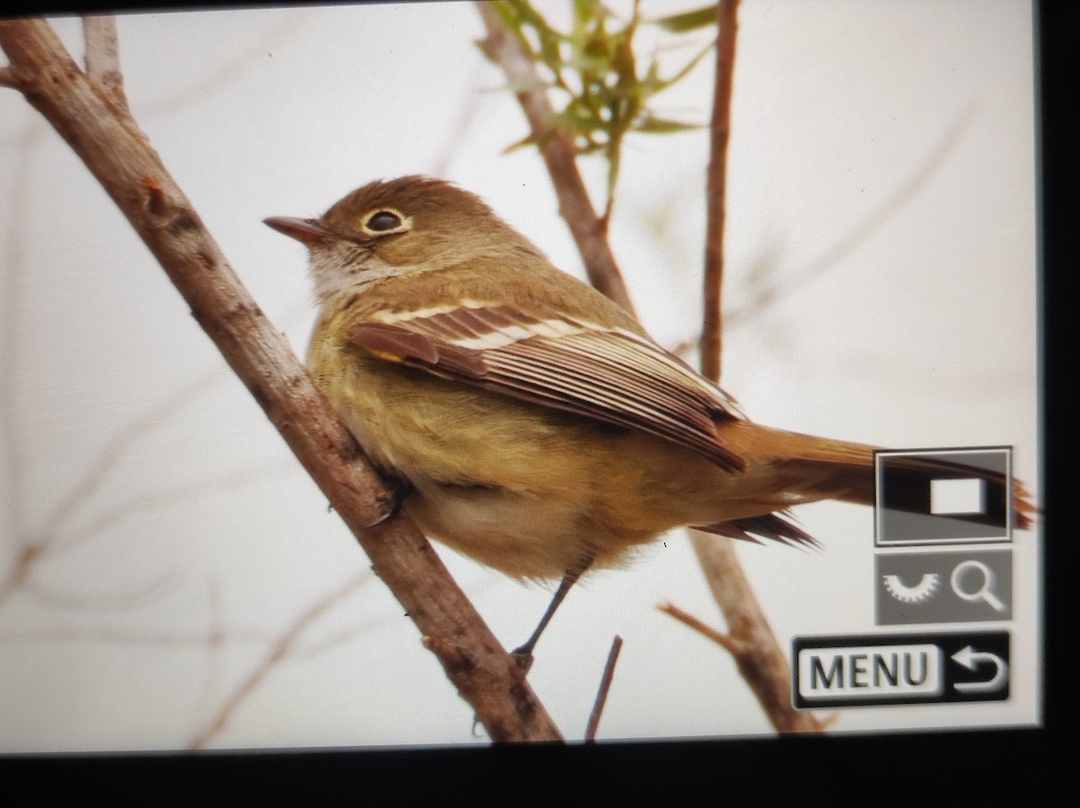 Olivaceous Elaenia - ML640927505