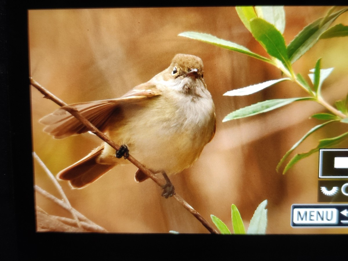 Olivaceous Elaenia - ML640927506