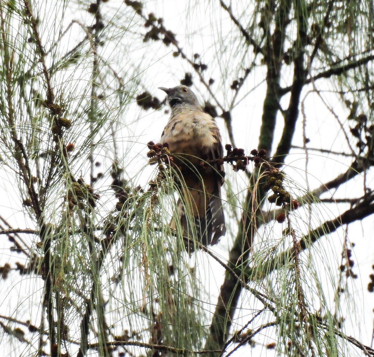 Sahul Brush Cuckoo - ML640927510