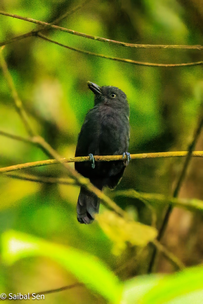 Uniform Antshrike - ML640927549