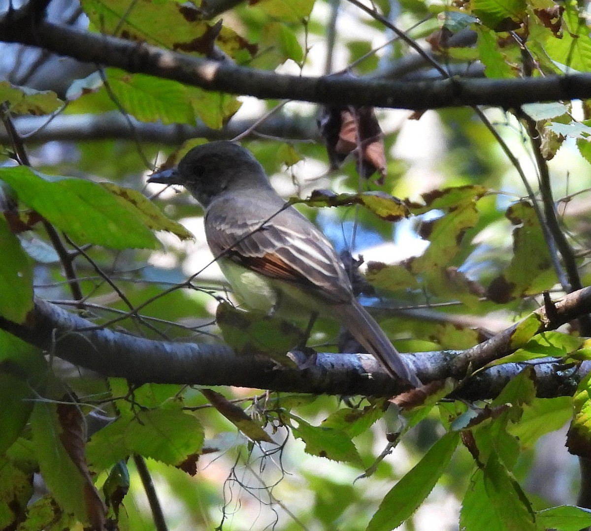 Great Crested Flycatcher - ML640927596