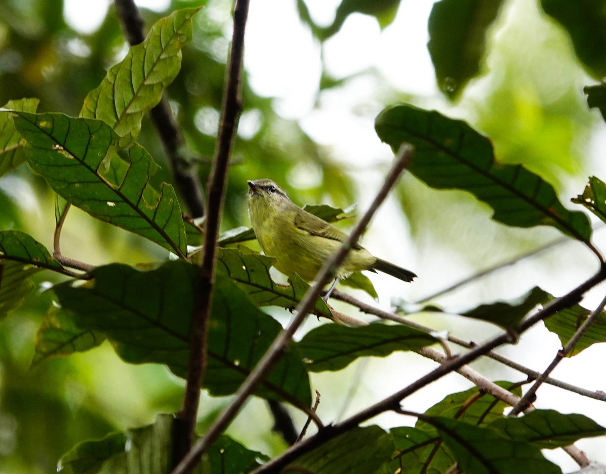 Island Leaf Warbler (New Guinea) - ML640927599