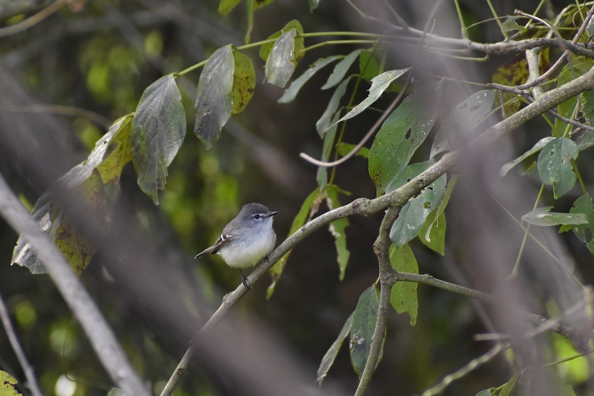White-crested Tyrannulet - ML640927620