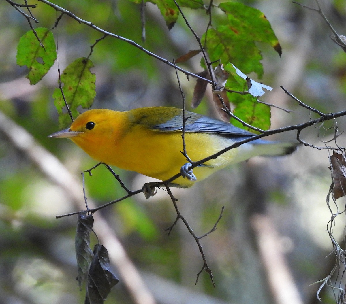 Prothonotary Warbler - ML640927648