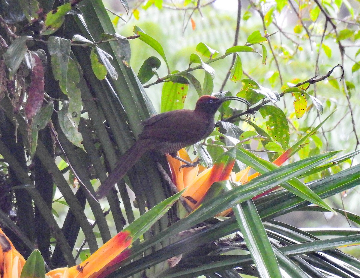 Brown Sicklebill - ML640927669