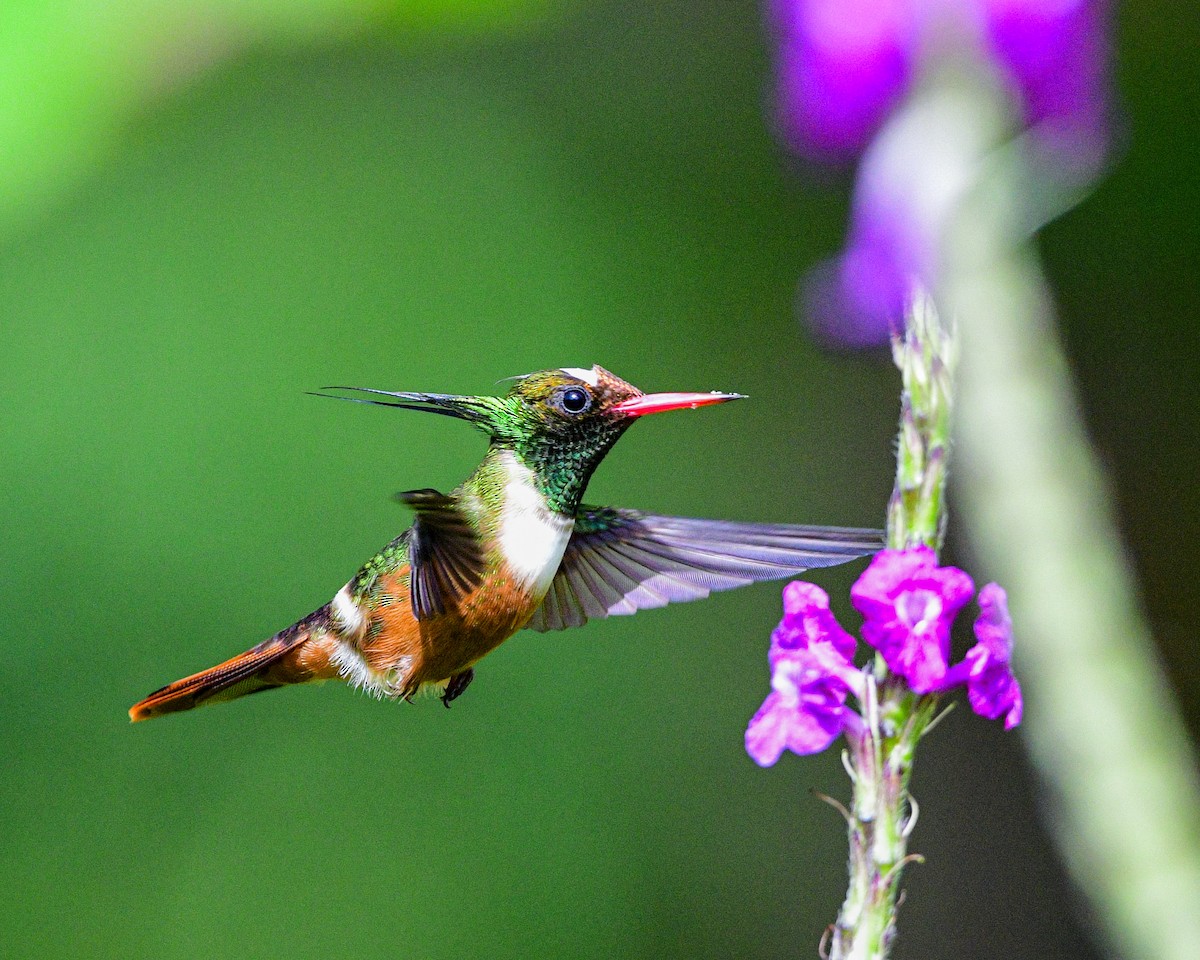 White-crested Coquette - ML640927692