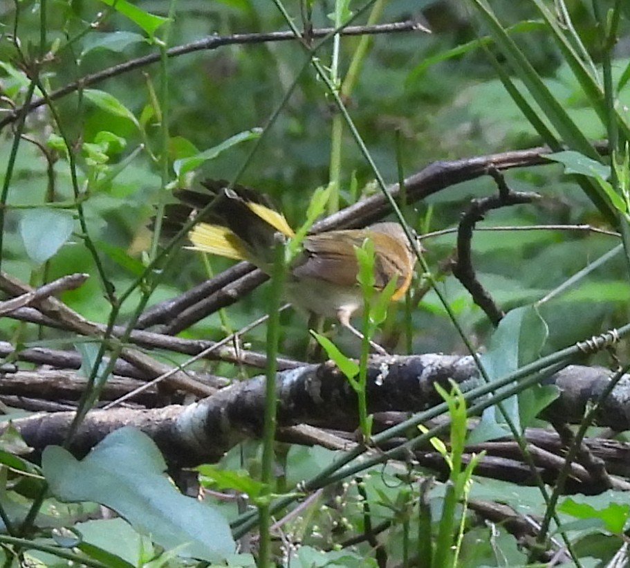 American Redstart - ML640927770