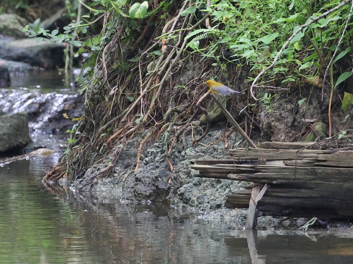 Prothonotary Warbler - ML640927788