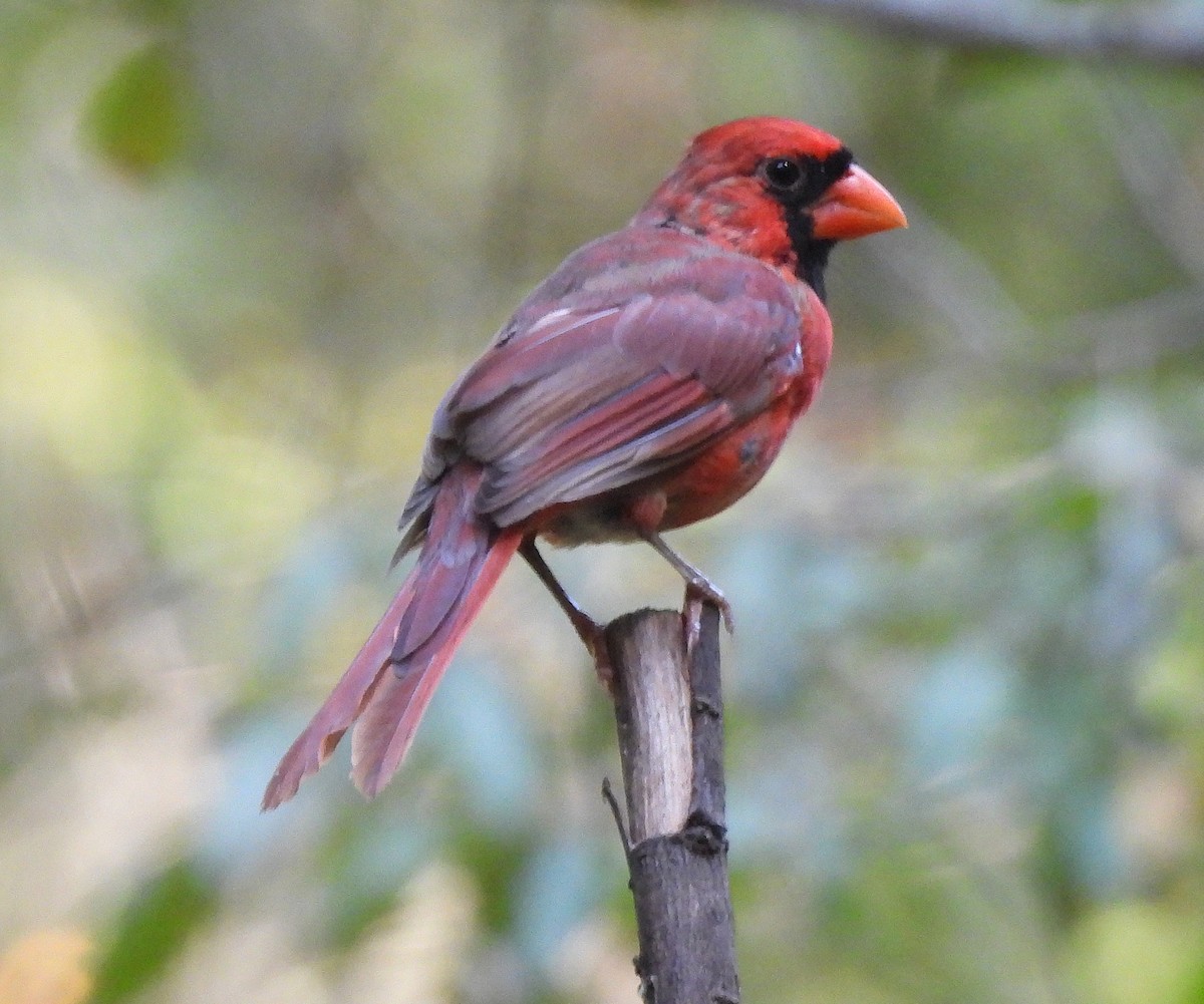Northern Cardinal - ML640927831