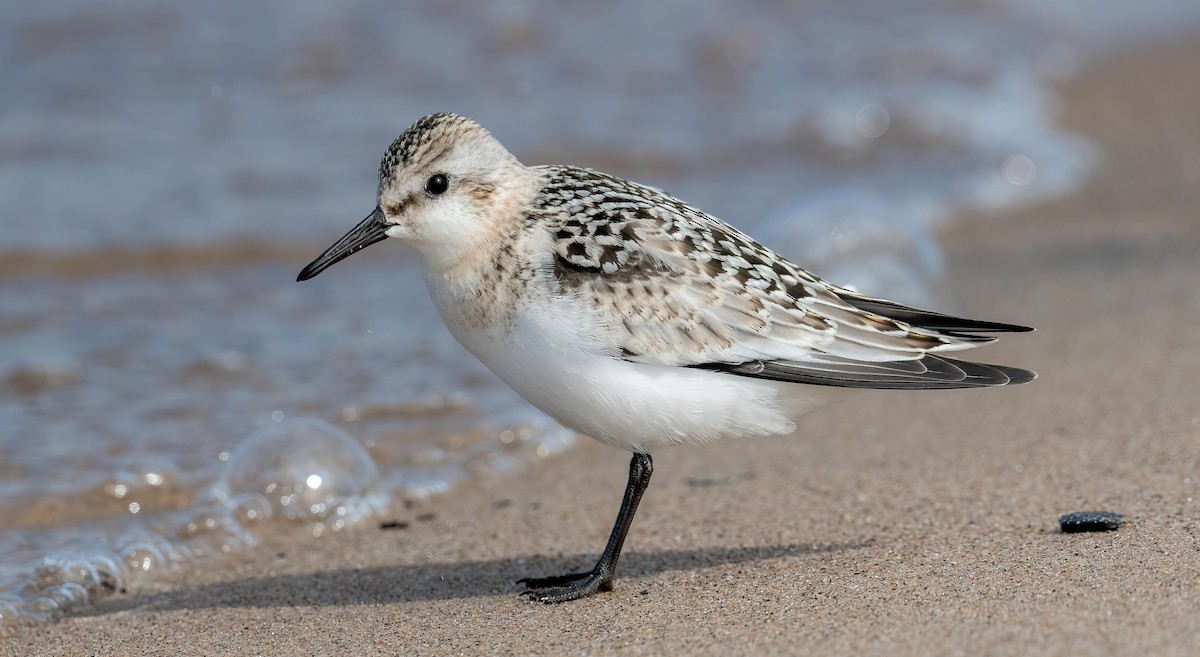 Sanderling - ML640927848