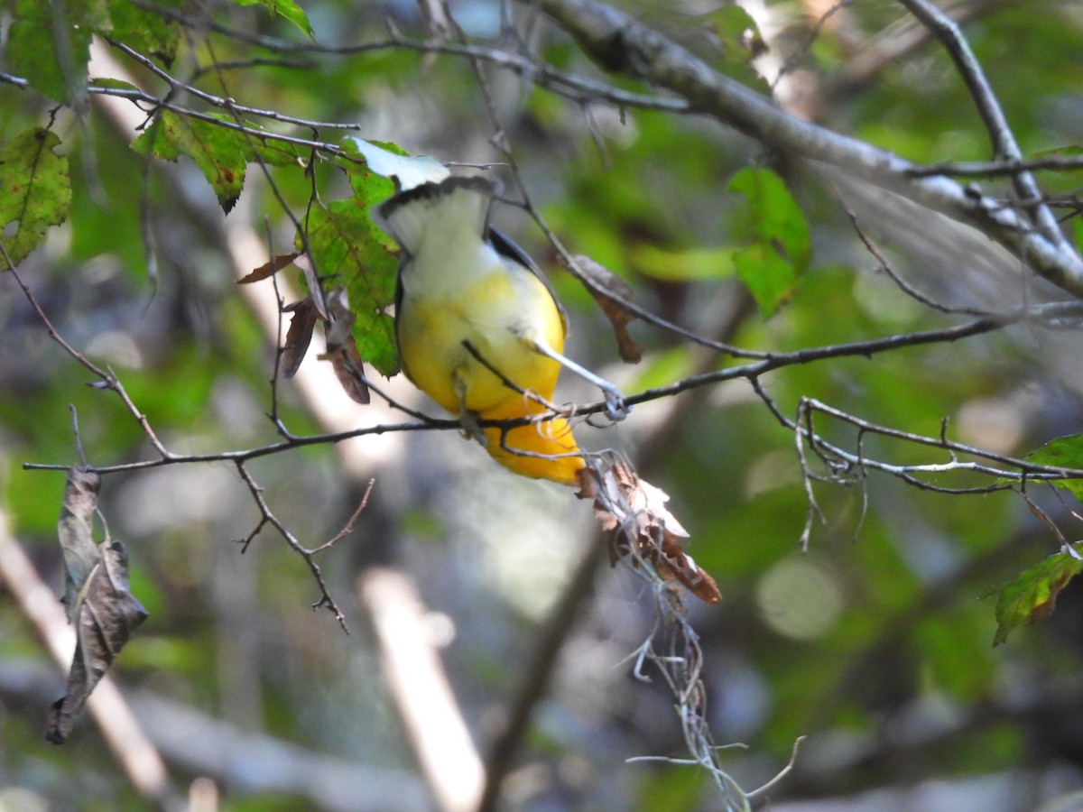 Prothonotary Warbler - ML640927861