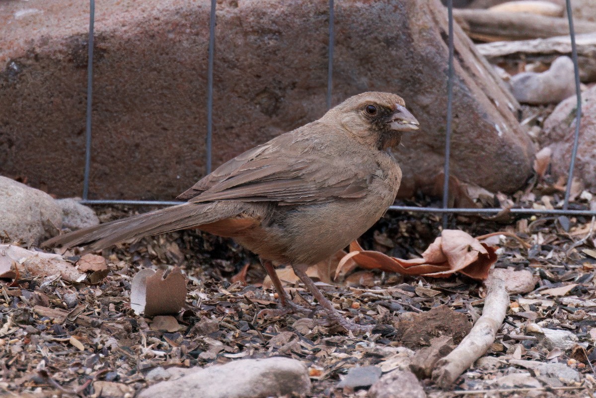 Abert's Towhee - ML640927872
