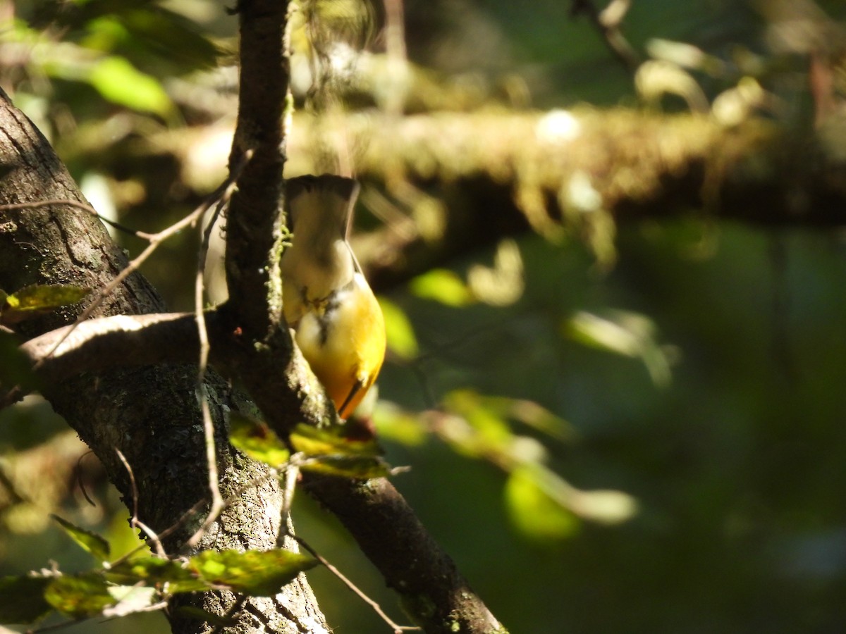Prothonotary Warbler - ML640927889