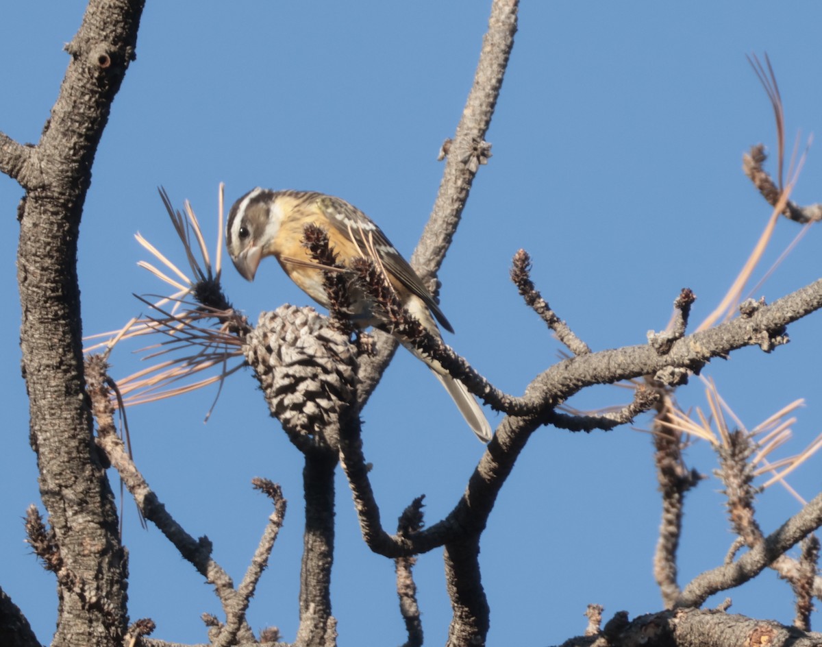 Кардинал-довбоніс чорноголовий - ML640927949