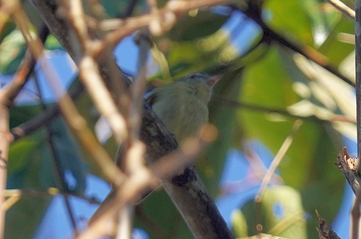 Rough-legged Tyrannulet - ML640928221