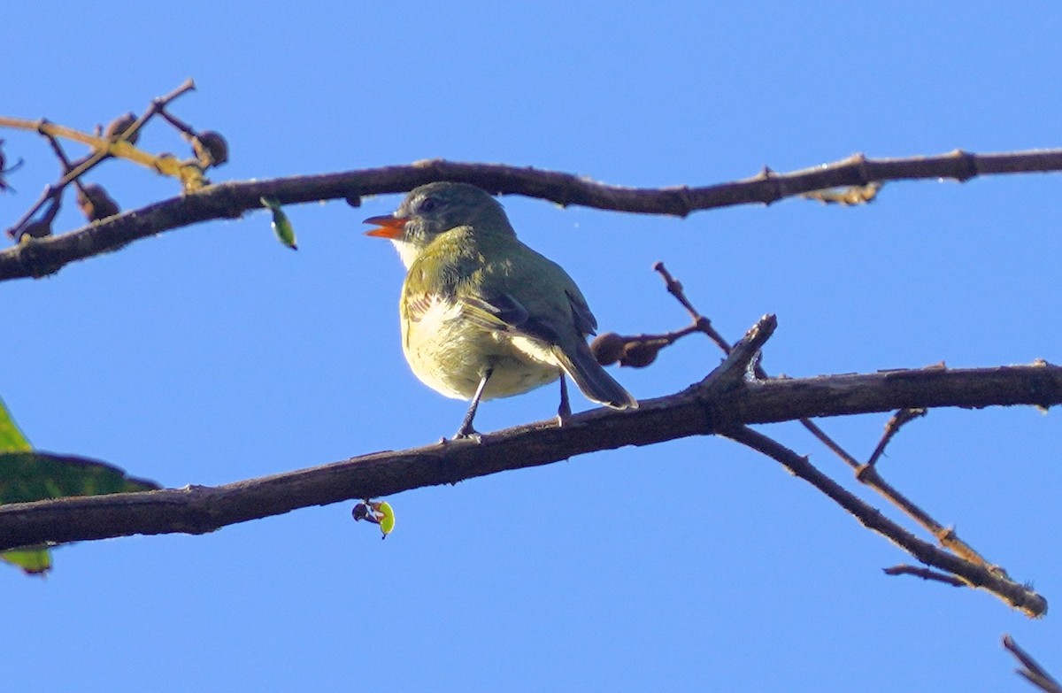 Rough-legged Tyrannulet - ML640928247