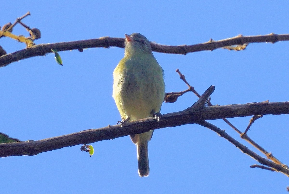 Rough-legged Tyrannulet - ML640928277