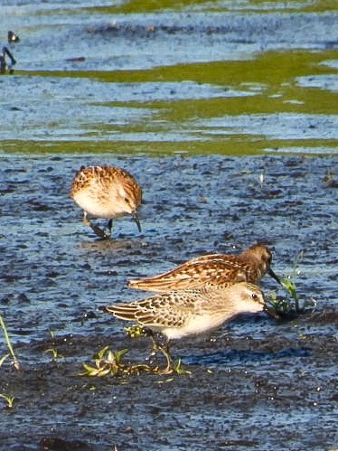 White-rumped Sandpiper - ML640928389