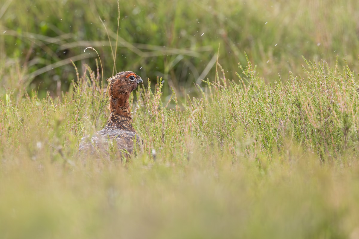 Willow Ptarmigan (Red Grouse) - ML640928398
