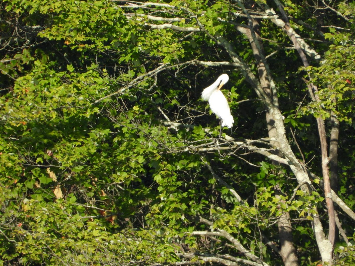 大白鷺 - ML640928417