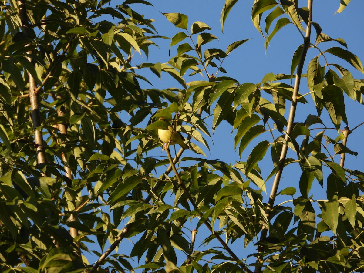 Tennessee Warbler - ML640928444