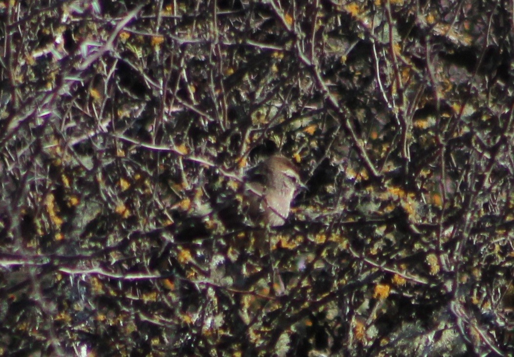 Dusky-tailed Canastero - ML640928449