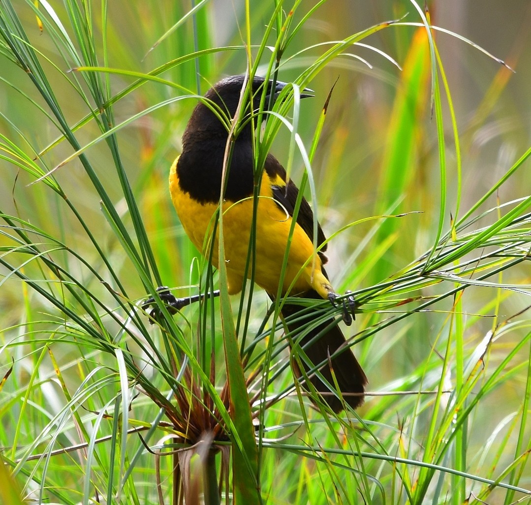 Yellow-rumped Marshbird - ML640928452