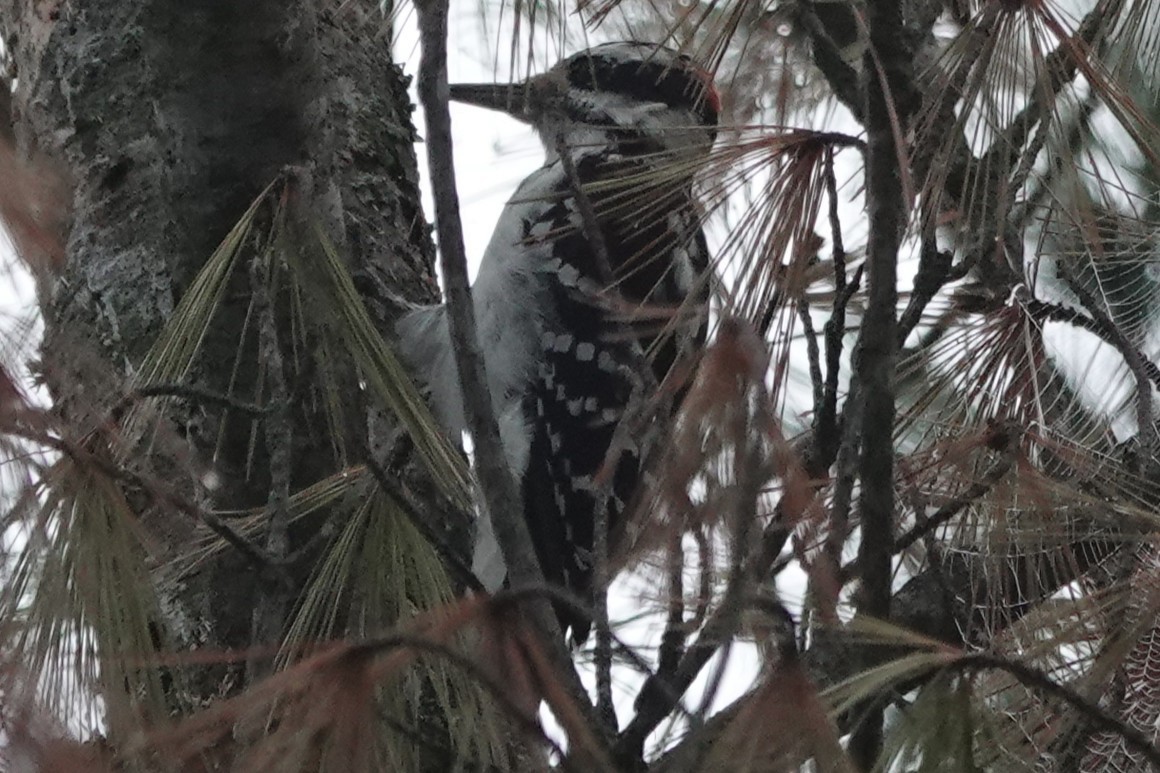 Hairy Woodpecker - ML640928457