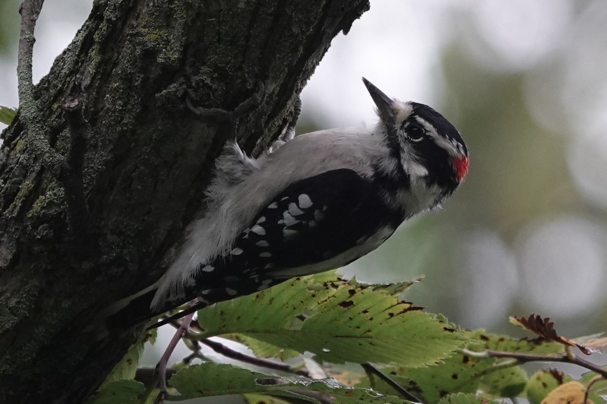Downy Woodpecker - ML640928461