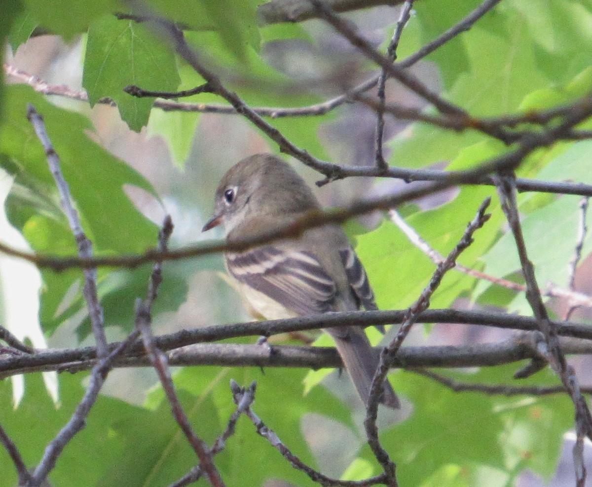 Hammond's Flycatcher - ML640928473