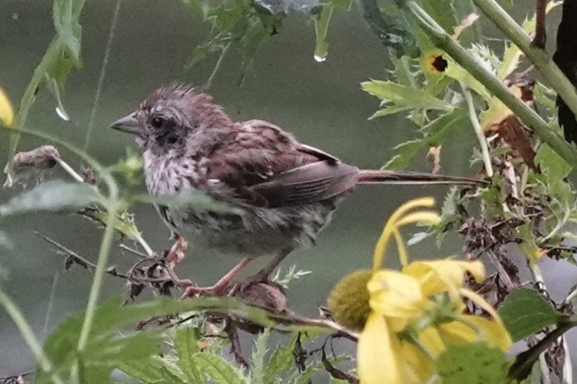 Song Sparrow - ML640928477