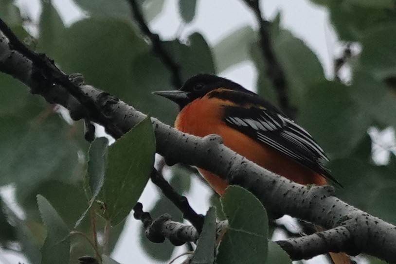 Baltimore Oriole - ML640928484