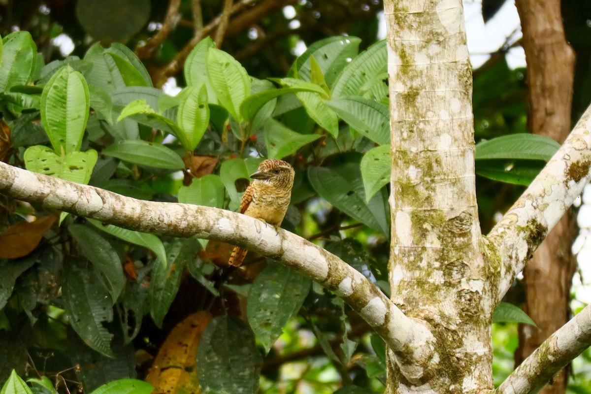 Barred Puffbird - ML640928488