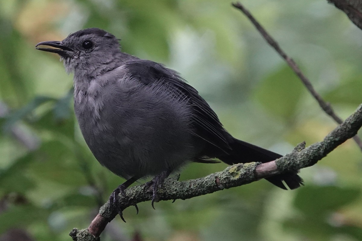 Gray Catbird - ML640928494