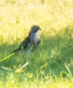 Accipitridae sp. (hawk sp.) - ML640928549